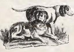 ANIMAL_0154